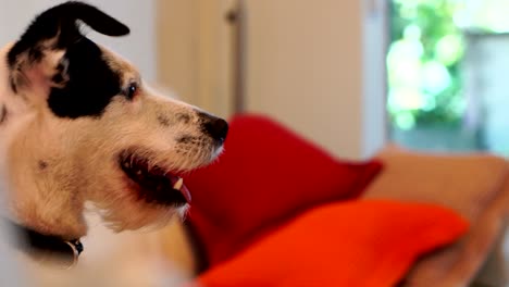 dog relaxing in sofa