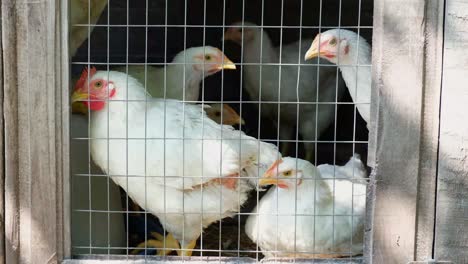 Domestic Poultry in Metal Cage Domestic Poultry in Metal Cage White Chickens at Eco Farm View through Iron Mesh Raising Chickens for Eggs and Meat
