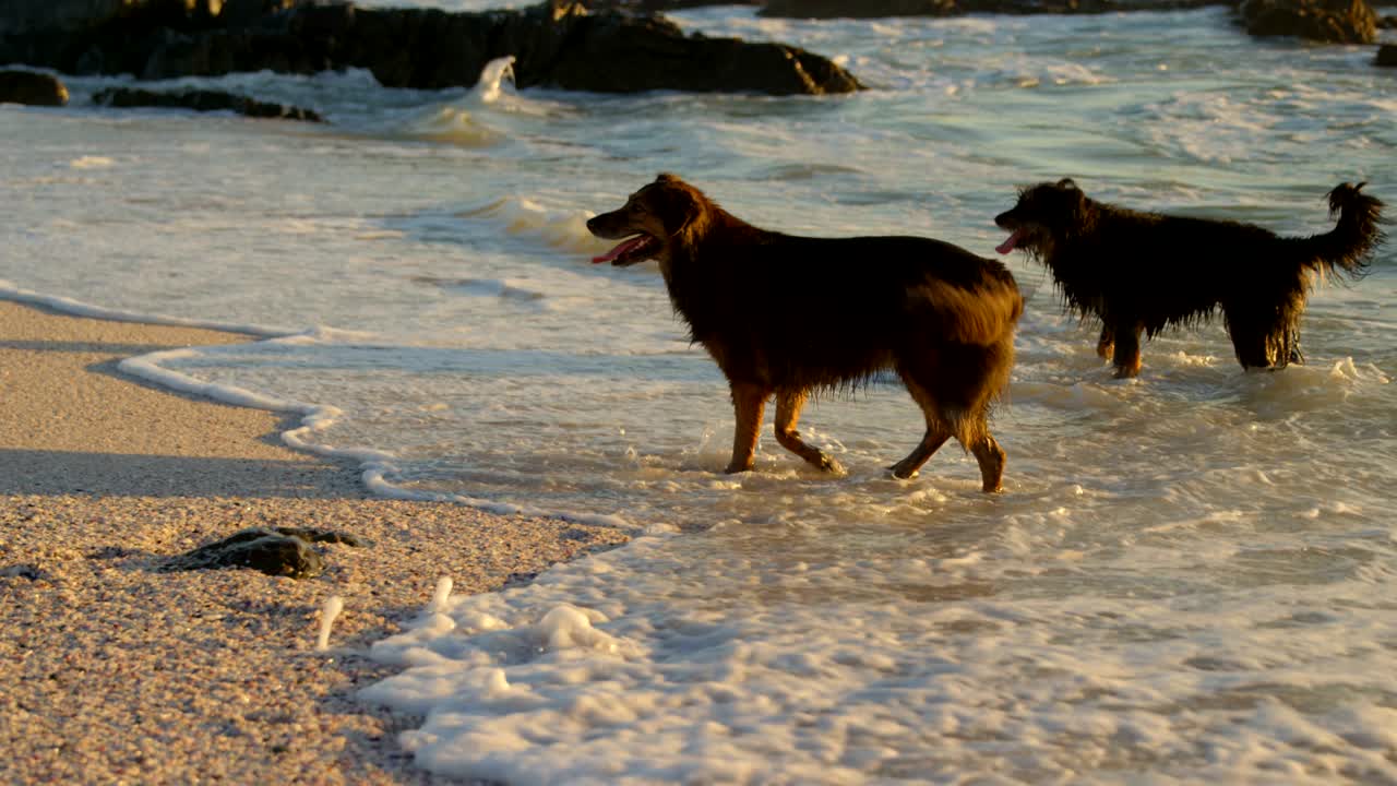 해변에서 놀고 있는 개들 4k