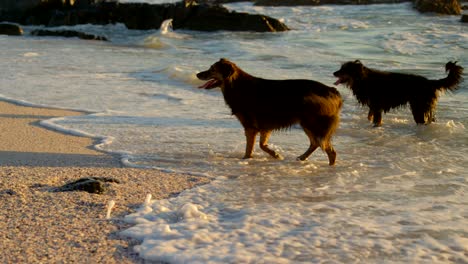 perros jugando en la playa 4k