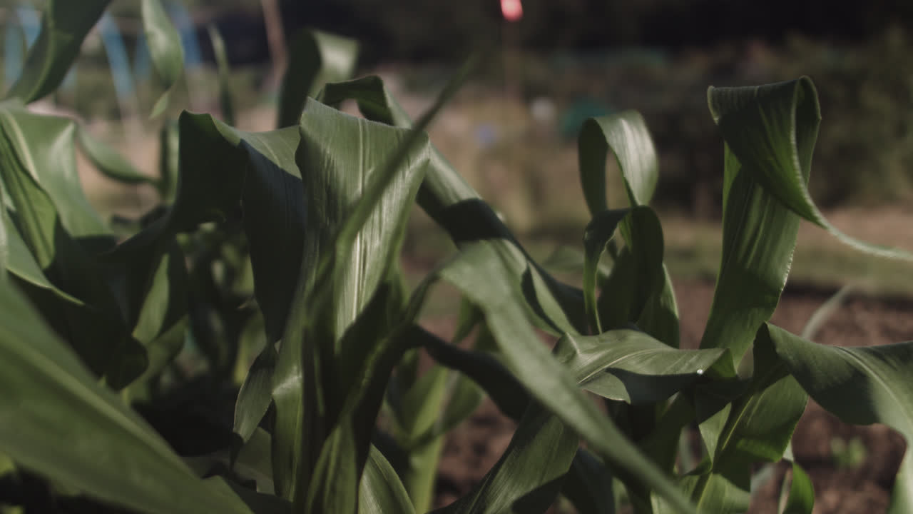 primer plano de hojas verdes de una planta que se mueve en la brisa del aire en un patio