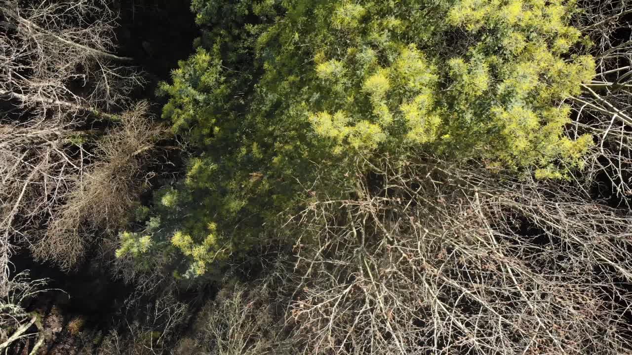 People kayaking in a river in the forest