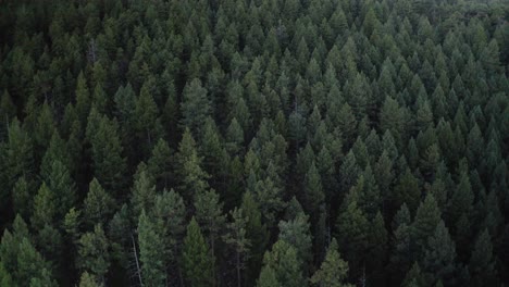 drone-shot-capturing-the-golden-hues-of-a-Colorado-sunset-casting-a-warm,-ethereal-glow-over-a-vast-expanse-of-pine-covered-mountains