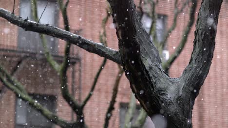 soothing snowflakes descending upon bare urban trees in a brooklyn neighbourhood, in new york city - static medium close up shot