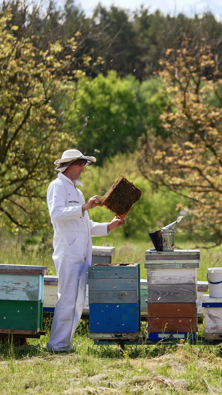 Apiculturist is holding a frame in his bee farm. Experienced farmer checking up his apiary outside in the garden. Vertical video