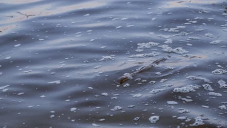 Baumverzweigung,-Die-In-Einer-Flussbucht-Schwimmt