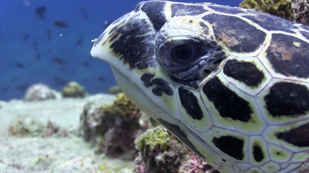 Hawksbill turtle at Hin Wong Pinnacle Koh Tao-1