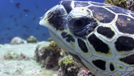 Tortuga-Carey-En-El-Pináculo-De-Hin-Wong-Koh-Tao-1