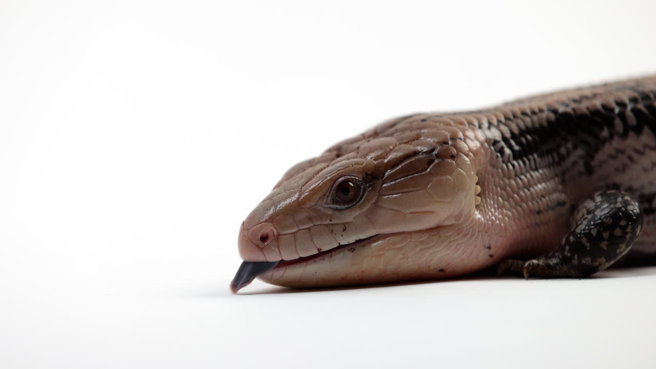 eslizón de lengua azul aislado sobre fondo blanco mueve la lengua - primer plano en el perfil lateral de la cabeza