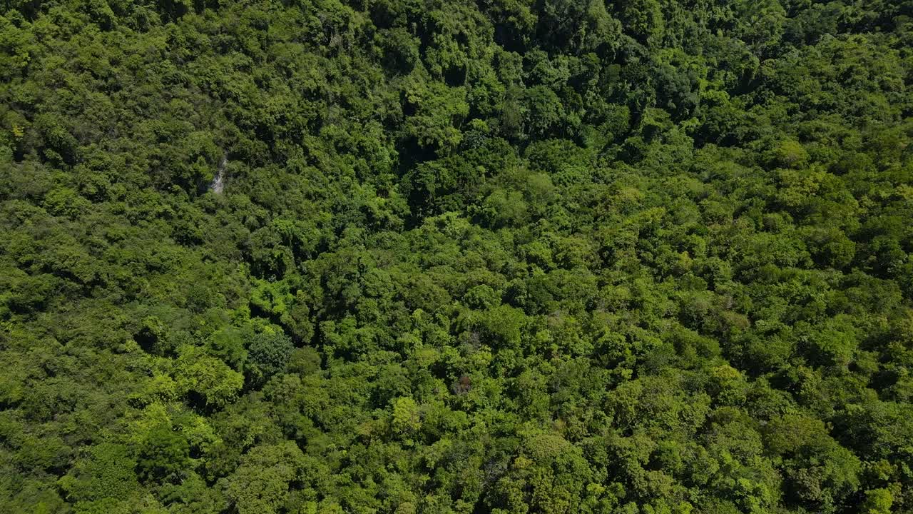 el exuberante dosel verde de la selva tropical de la isla de cebu, la luz del sol tocando las copas de los árboles, vista aérea