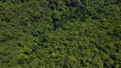 Exuberante-Dosel-Verde-De-La-Selva-Tropical-De-La-Isla-De-Cebú,-Luz-Del-Sol-Tocando-Las-Copas-De-Los-árboles,-Vista-Aérea