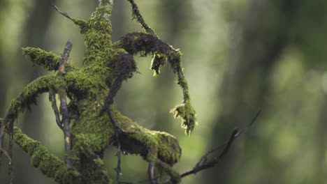 a close-up shot of the gnarled,moss-covered, and withered tree branches on the blurry background