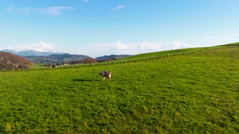 Drone-shot-with-tracking-shot-of-a-cow-alone-in-a-meadow-grazing-grass