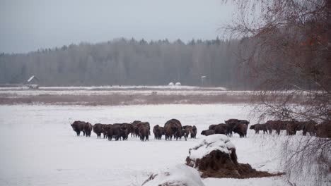 Gran-Manada-De-Bisontes-Europeos-En-Estado-Salvaje-En-El-Frío-Bosque-Invernal-Del-Parque-Nacional-De-Bialowieca-En-Polonia-Cubierto-De-Nieve