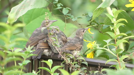 a group of japanese brown-eared bulbul babies perching on the fence surrounded by greenery in an urban residential area in tokyo, japan