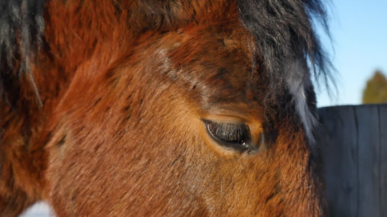 primer plano de la cabeza de un caballo marrón