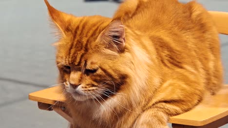 close up portrait of tabby maine coon cat