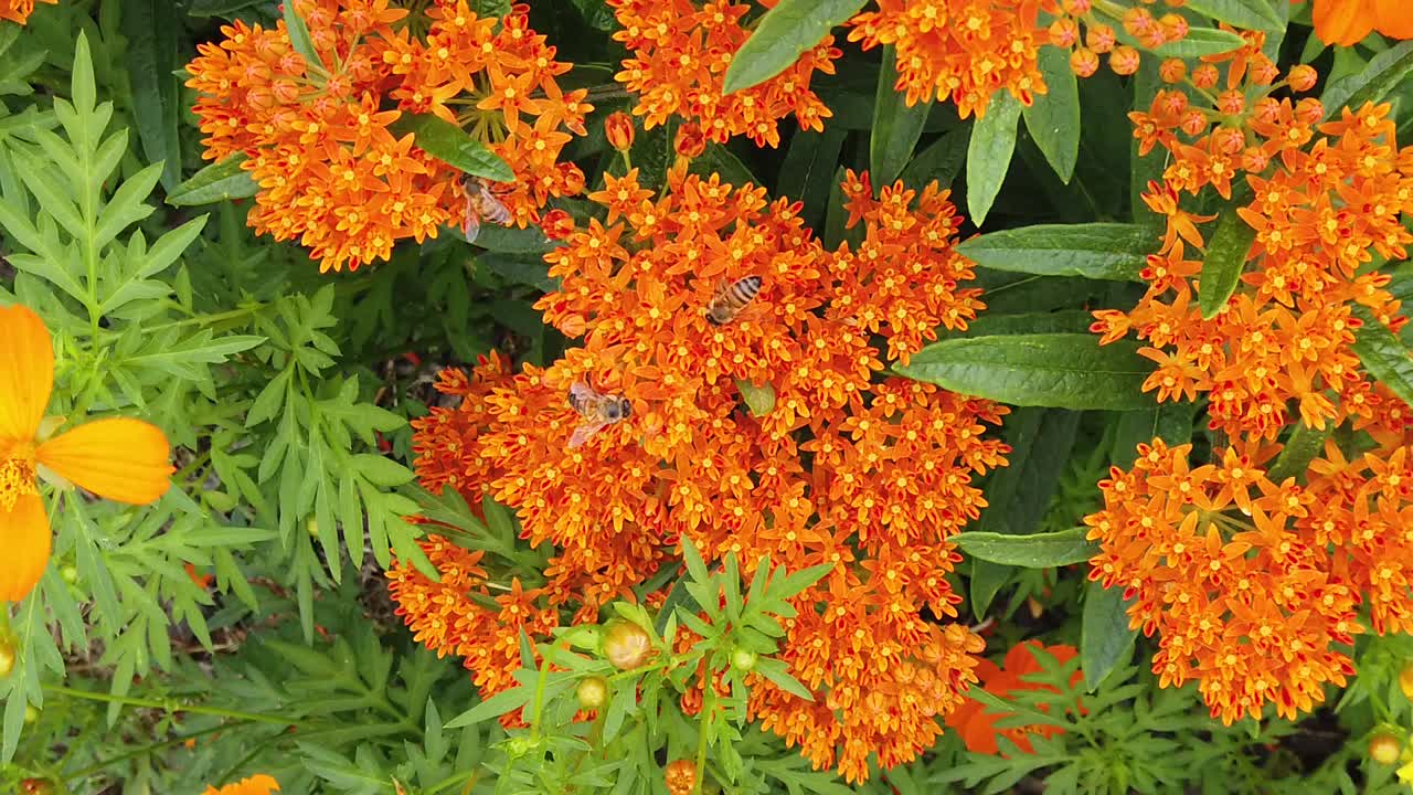 꿀벌이 슬로우 모션으로 수분하는 나비 유액