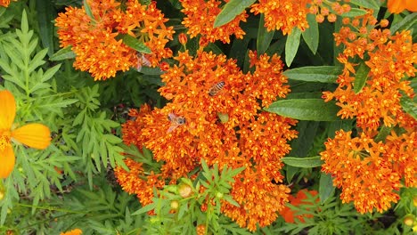 butterfly milkweed with bees pollinating in slow motion