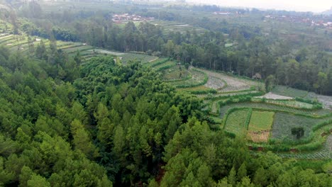 Plantación-Aérea-De-Terrazas-De-Arroz-En-El-Borde-Del-Bosque-Tropical-Kragilan-Kragilan