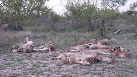 Pride-of-lions-sleep-and-relax-together,-grassland-plains-of-African-wildlife