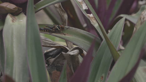 Rotes-Und-Schwarzes-Insekt-Inmitten-Der-Vegetation