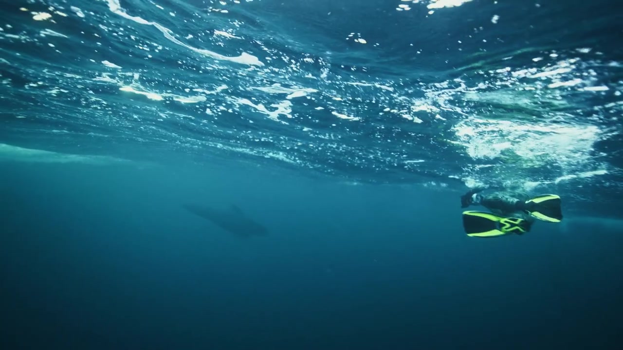 Buzo libre ártico nadando bajo la superficie ondulada de un fiordo noruego cerca de la silueta de una gran ballena.