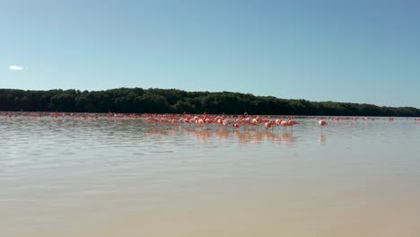toma amplia de flamencos en aguas poco profundas del río lagartos, méxico