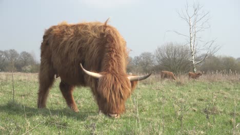 highland cattle grazing and eating on agricultural grassland, big cow closeup