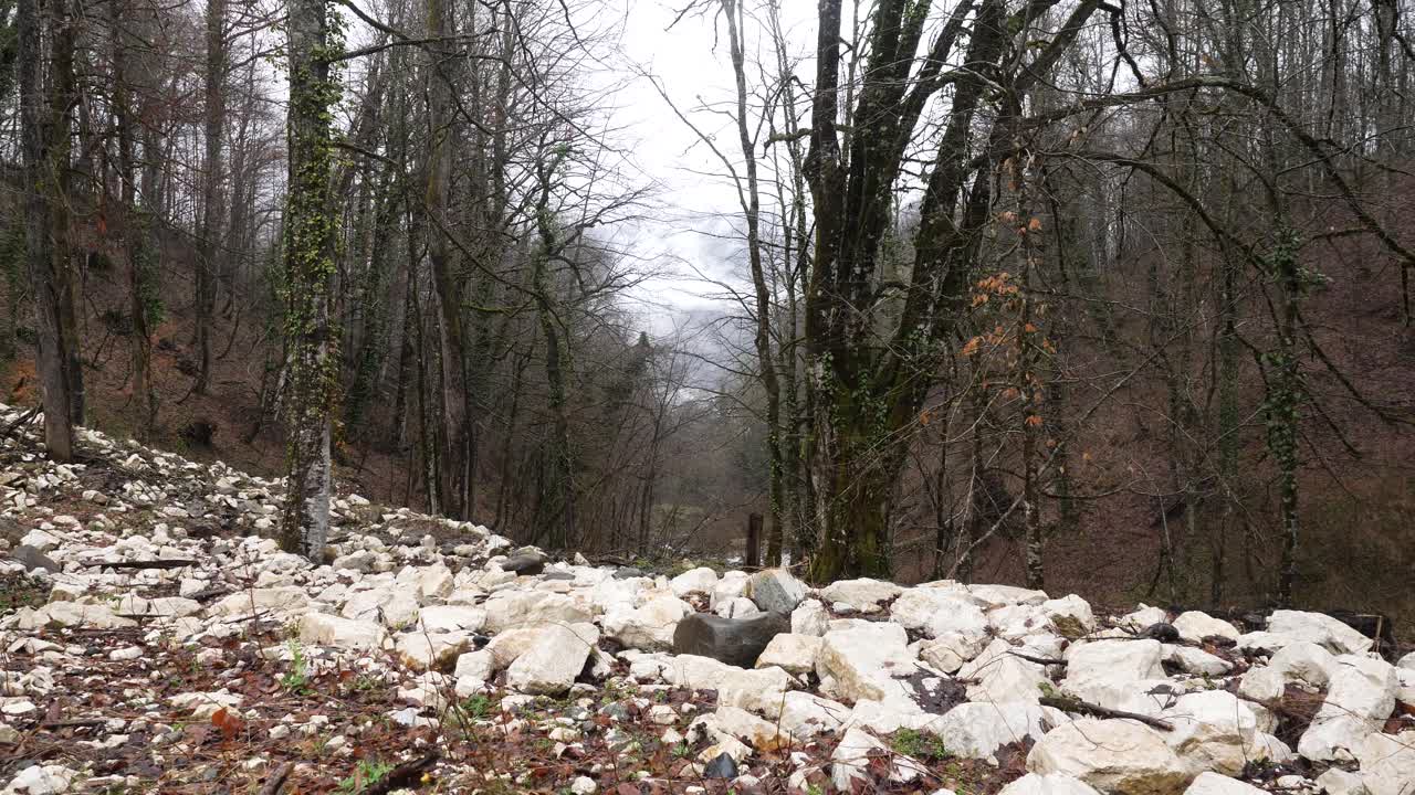 paisaje de bosque rocoso de montaña