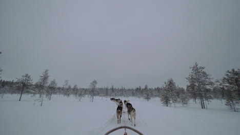 trineo de perros corriendo en el bosque nevado