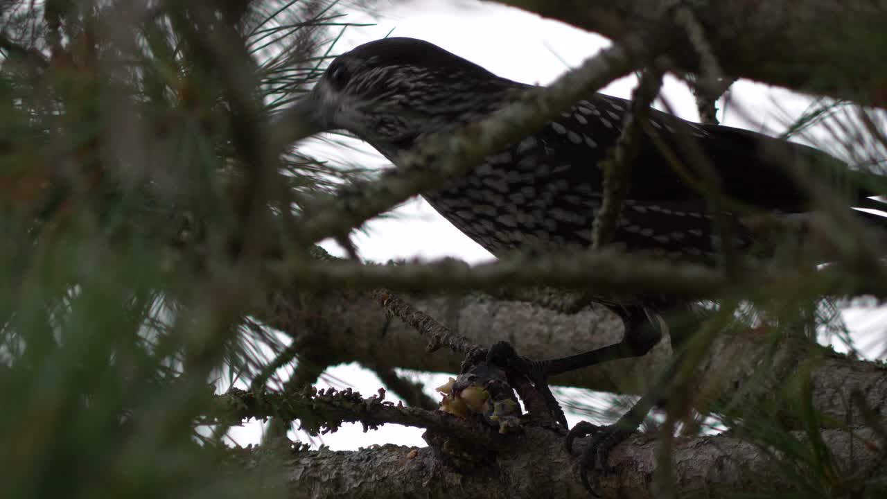 Spotted Nutcracker bird opens pine cone and eats seeds, close shot