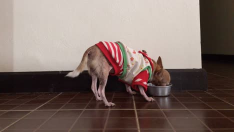 un perro chihuahua comiendo comida.