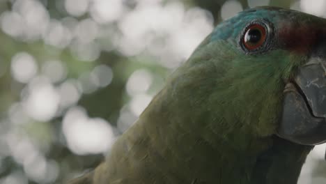 Close-Up-Head-Shot-Of-A-Festive-Amazon