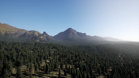 beautiful mountain view with pine forest
