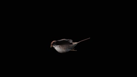 Ein-Spatz,-Der-Auf-Schwarzem-Hintergrund-Fliegt,-3D-Animation,-Animierte-Tiere,-Nahtlose-Schleifenanimation