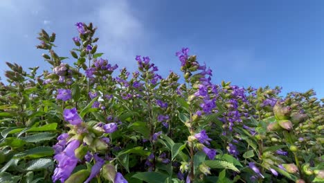 strobilanthes kunthiana against blue sky in western ghats, maharashtra india