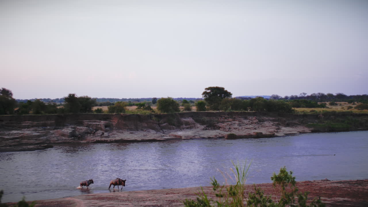 Uma tomada de estabelecimento de uma família de gnus chegando em segurança à margem oposta do rio após uma intensa travessia da Grande Migração no Parque Nacional do Serengeti, uma dramática cena de sobrevivência da vida selvagem e triunfo.
