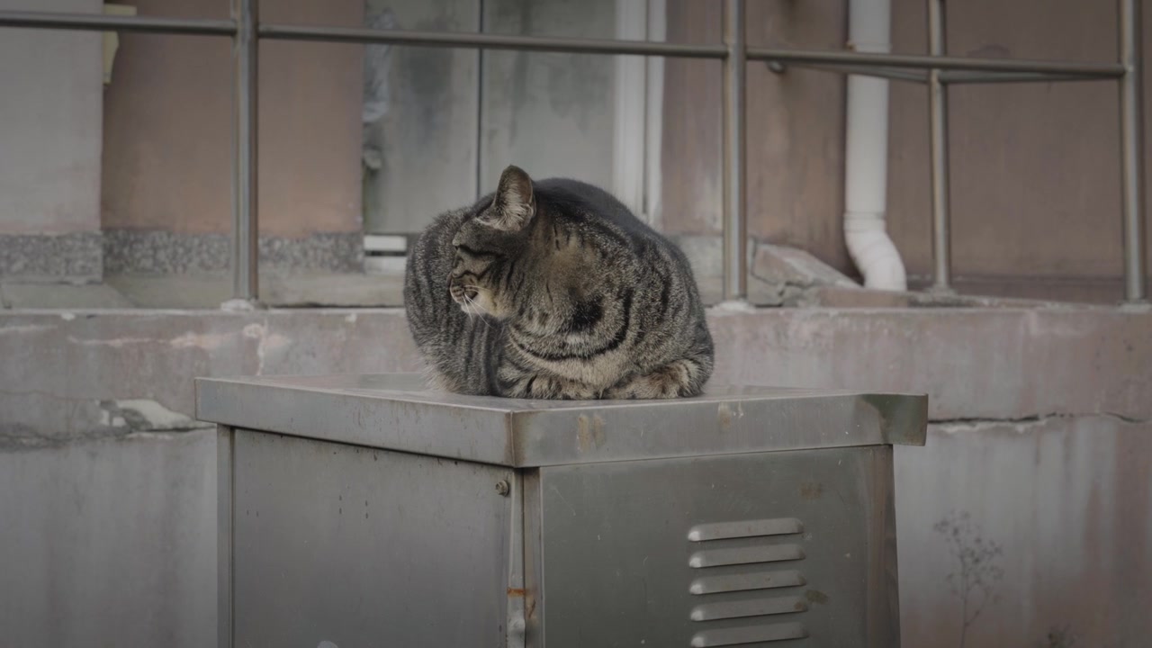 A Vida de um Gato Rajado 6