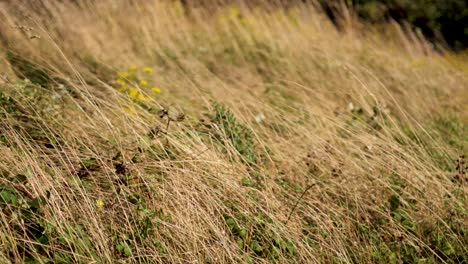 grass swaying in the wind, peaceful scene