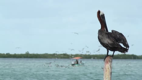 pájaros largos 20