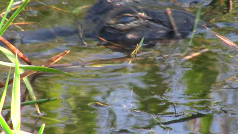 Un-Caimán-En-Los-Everglades-Se-Asoma-Desde-Justo-Por-Encima-Del-Nivel-Del-Agua