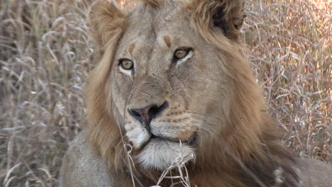 close-up of a young lion's head in the tall grass, looking around