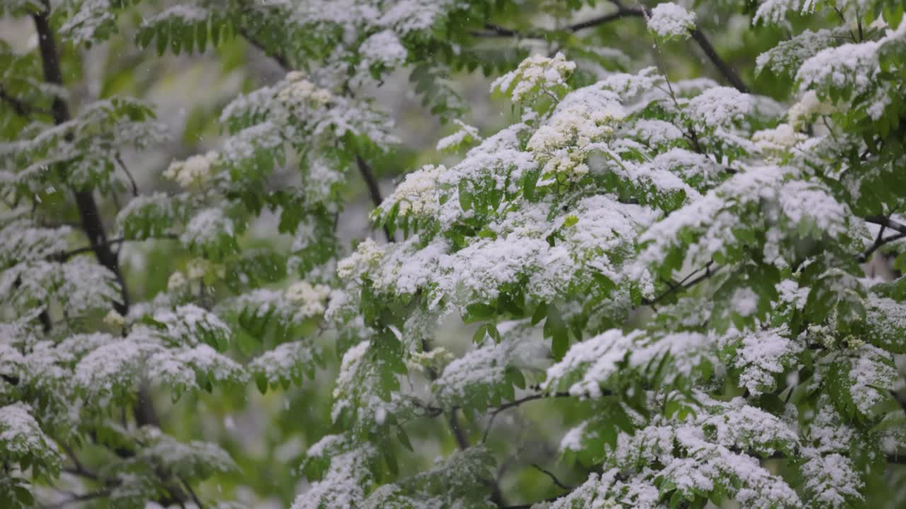 Nevicata su foglie verdi primaverili. L'impunibilità del tempo atmosferico e dei cambiamenti climatici sul pianeta Terra