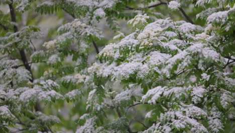 snowfall on green spring leaves. the non-punishability of weather and climate change on planet earth