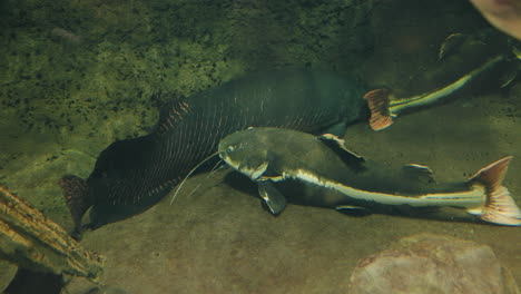 vista de cerca del bagre y arapaima en el acuario sendai umino-mori en japón