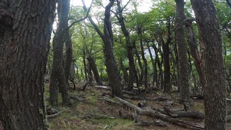 Mit-Sonnenstrahl-Durch-Den-Wald-Zum-Stamm-Des-Baumes-Gehen