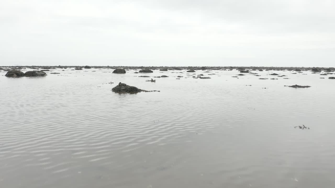 Ducks on Rocks in Calm Sea