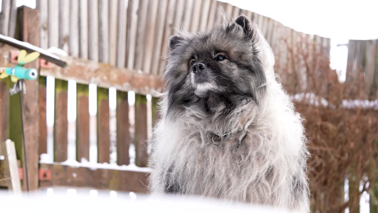 Vista em ângulo baixo de um cão Keeshond (Wolfspitz) ao ar livre, olhando para cima com uma expressão calma e atenta. A pelagem macia e a atmosfera fria de inverno criam um retrato cinematográfico e emocionante do animal de estimação
