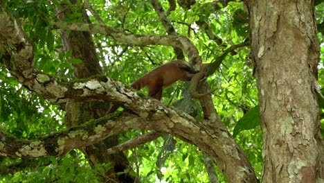 Protect-animal-in-Tikal,-Guatemala,-the-oldest-Maya-city